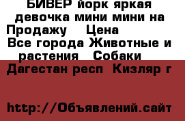 БИВЕР йорк яркая девочка мини мини на Продажу! › Цена ­ 45 000 - Все города Животные и растения » Собаки   . Дагестан респ.,Кизляр г.